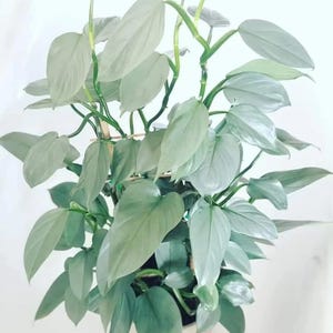 May include: A potted silver satin pothos plant with light green leaves. The plant is in a white pot.