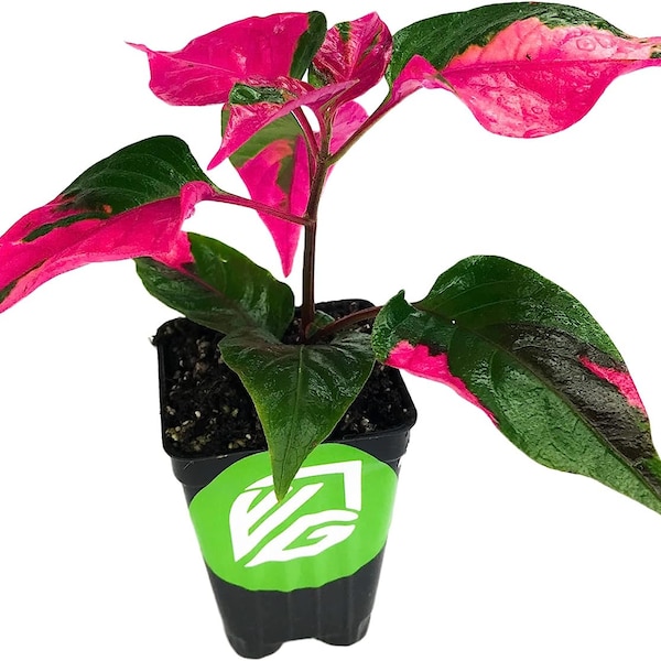 Alternanthera Party Time Pink Plant Rare Houseplants Live in Pot Indoor Plants Collector ppp Prefers Low Light