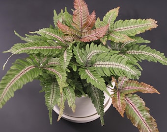 Candy Stripe Brake Fern Houseplants Live House Plant