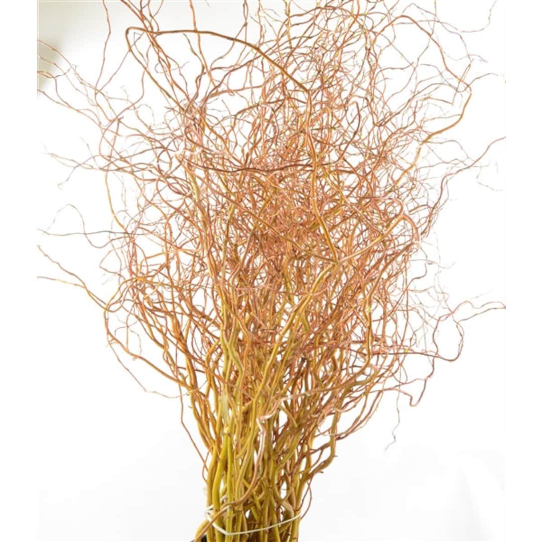 Cuttings Golden Curls Corkscrew Weeping Willow Tree Salix Fresh Cut