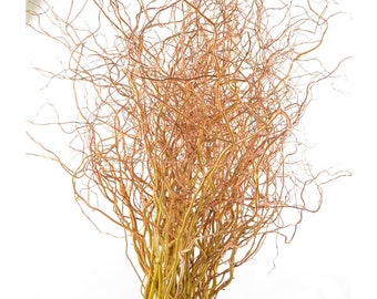 Cuttings Golden Curls Corkscrew Weeping Willow Tree Salix Fresh Cut Flower Stems Upon Order No Roots Rare Plants