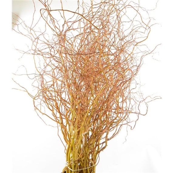 Fresh cut Curly Willow Branches 4 feet tall