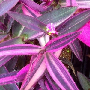 Pode incluir: Close-up de uma planta Tradescantia, tamb&eacute;m conhecida como 'mil-em-rama'. As folhas exibem um padr&atilde;o marcante de listras roxas, rosa e verdes. Uma pequena flor rosa com detalhes amarelos tamb&eacute;m &eacute; vis&iacute;vel.