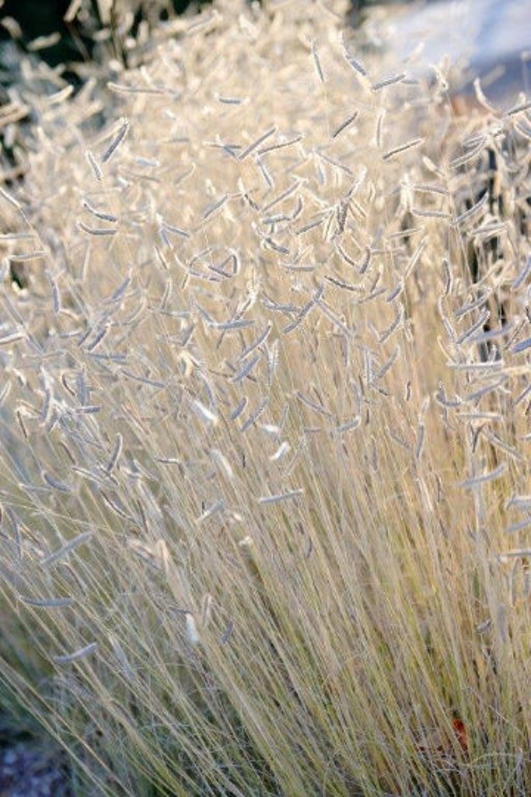 Silver Blonde Grass Blue Grama Perennial Ornamental 1 Live Plant Silver