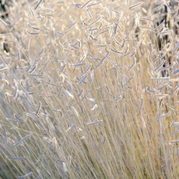 Ornamental Grass Seeds Etsy