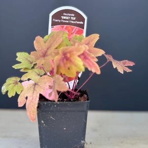 May include: A potted Heucherella 'Sweet Tea' plant. The plant features multi-colored leaves in shades of green, yellow, and pink. The plant is in a small black plastic pot. A plant tag with the name 'Sweet Tea' is visible.