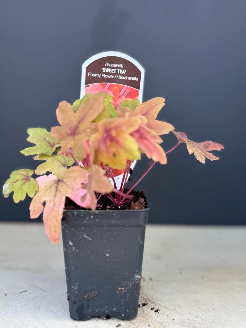 May include: A potted Heucherella 'Sweet Tea' plant. The plant features multi-colored leaves in shades of green, yellow, and pink. The plant is in a small black plastic pot. A plant tag with the name 'Sweet Tea' is visible.