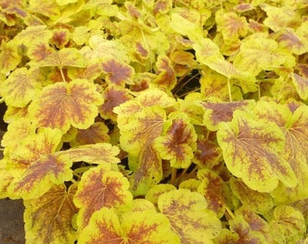 SOLAR ECLIPSE Heuchera with Flowers Perennial Live Plant Summer Spring Flower FULL Sun Coral Bells