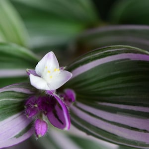 Pode incluir: Close-up de uma flor branca com centros amarelos, cercada por folhas listradas de roxo e verde.