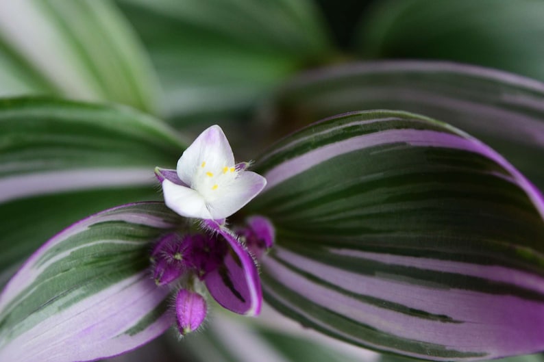 Pode incluir: Close-up de uma flor branca com centros amarelos, cercada por folhas listradas de roxo e verde.