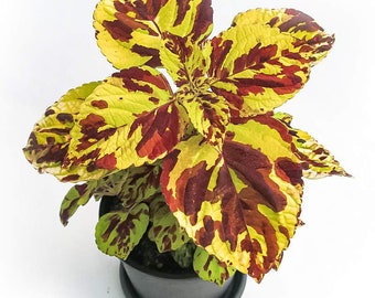 Coleus Spotted Mosaic Live Plant Potted 2.5" x 4" pot Green Landscaping Plants