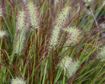 PRE-ORDER SALE - Burgundy Bunny Fountaines