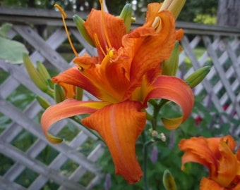 Kwanso Daylily Flowers lilies Perennial Flower Live Plants zone 3-9 Original Traditional Orange Lily