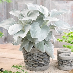 White Angel Wings White Elephant Ear Succulent House Plants