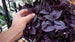 DARK DESIRE Tradescantia Red Gem House Plant Indoor Houseplants 4' inch pot x 2.5' on SALE 