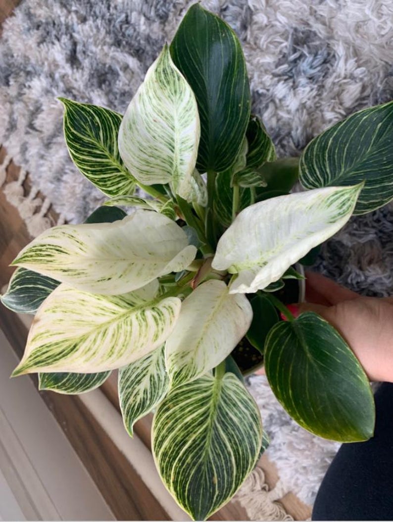 Birkins White Philodendron Houseplant Live Plant Exotic White Light