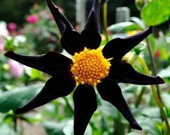 Black Dahlia 'Verrone's Obsidian' The Darkest Flowers Perennial Flower Live Plants RARE