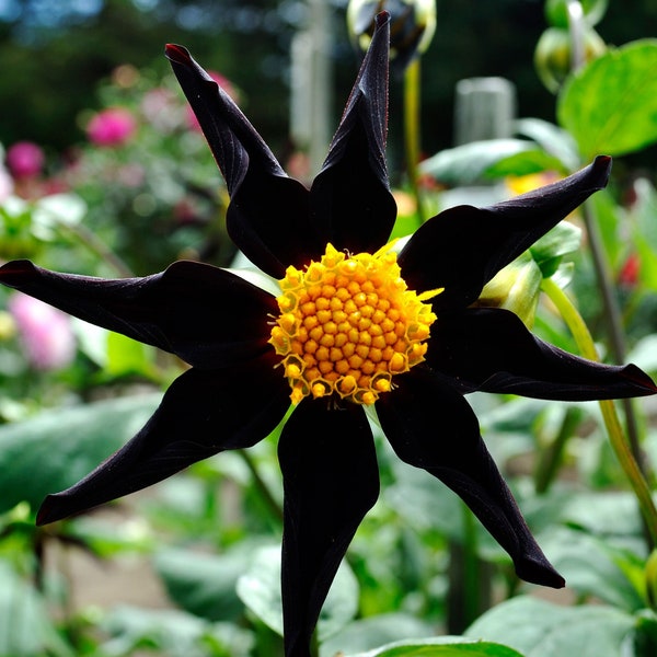 Black Dahlia 'Verrone's Obsidian' The Darkest Flowers Perennial Flower Live Plants RARE