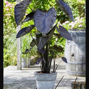 Black Coral Elephant Ears Angel Wings - Stunning Easy To Grow Perennial or House Plants