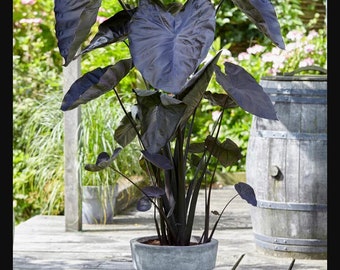 Black Coral Elephant Ears Angel Wings - Stunning Easy To Grow Perennial or House Plants