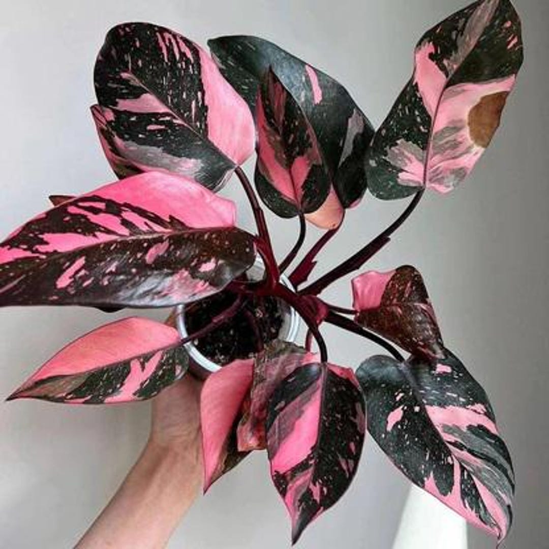 PRE-ORDER SALE - Pink Princess Philodendron House Plants Rare Live Plant  Exotic - Etsy Israel
