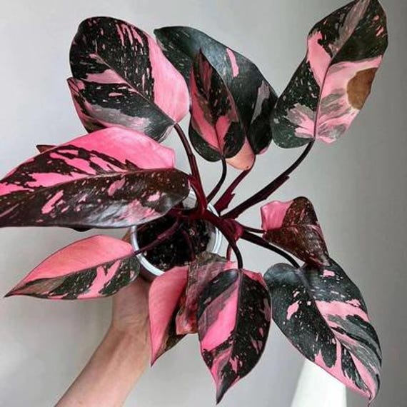 PRE-ORDER SALE - Pink Princess Philodendron House Plants Rare Live Plant  Exotic - Etsy Israel