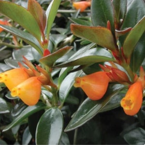 Goldfish House Plant Cuttings Freshly Cut Upon Order Succulents with Orange Flowers Easy Fast Growing Plants