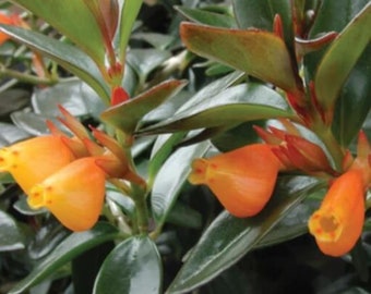 Goldfish House Plant Cuttings Freshly Cut Upon Order Succulents with Orange Flowers Easy Fast Growing Plants