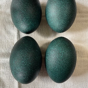 Emu Egg - Teal & Blown