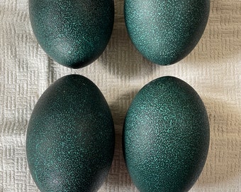 Emu Egg - Teal & Blown