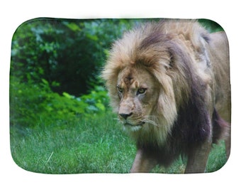 May include: A large male lion with a thick mane walks through a grassy field. The lion has a serious expression on its face and its fur is a mix of brown and tan.