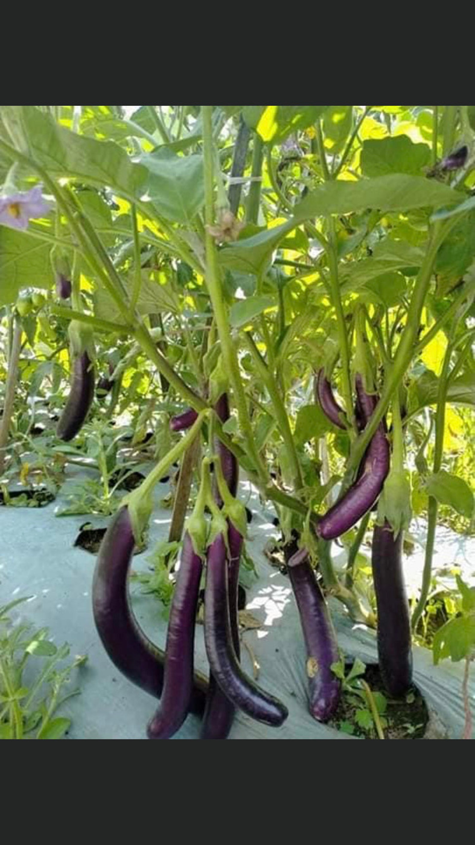 25 Organic Eggplants Indonesia long eggplant Terong Ungu Etsy