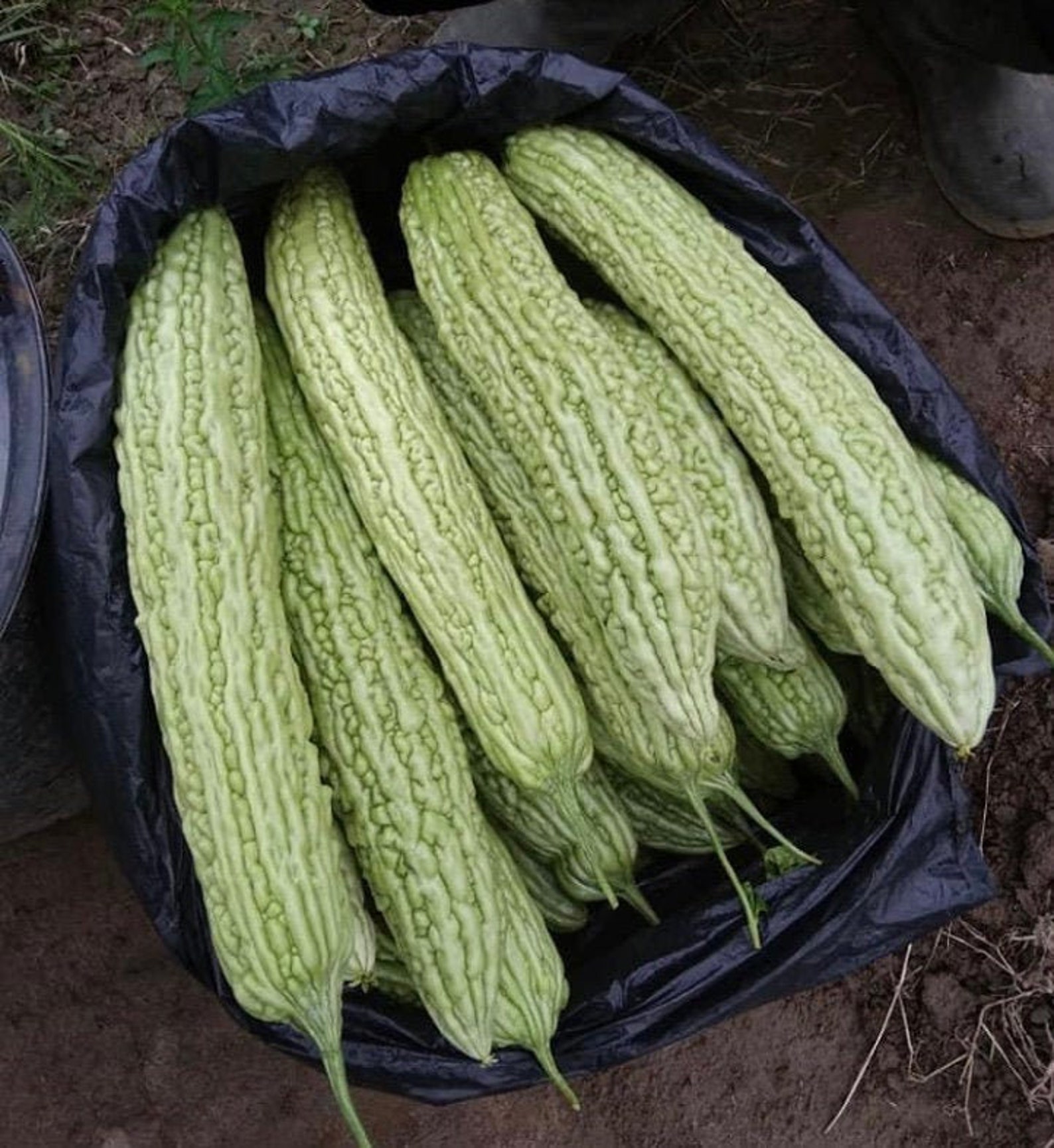 15 Graines de melon amer biologique Gourde amère Etsy