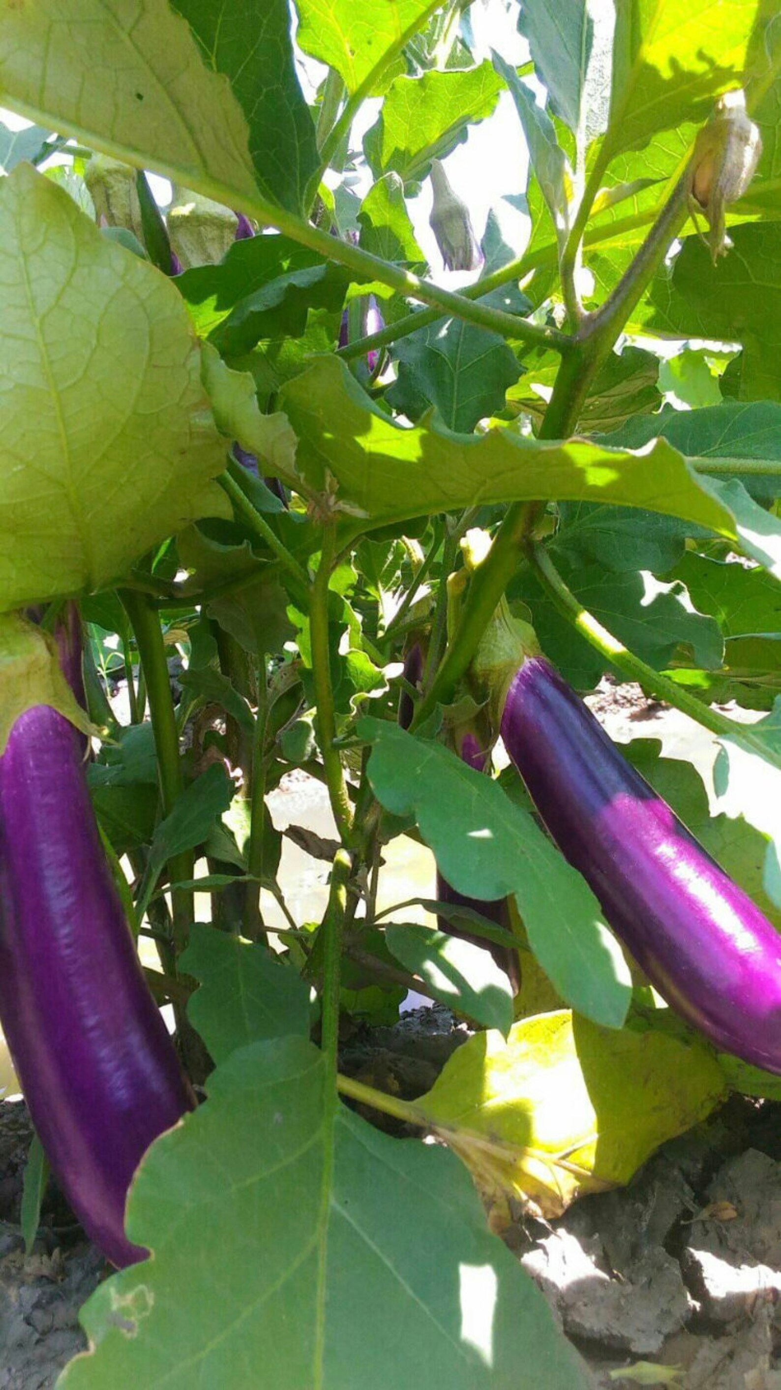 25 Organic Eggplants Indonesia long eggplant Terong Ungu Etsy