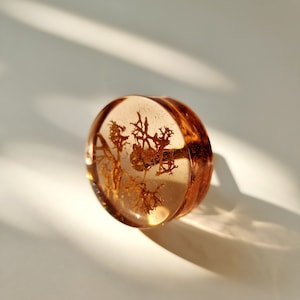 May include: A clear, round, resin plug with a brown, dried, plant-like object inside. The plug has a slight amber tint.