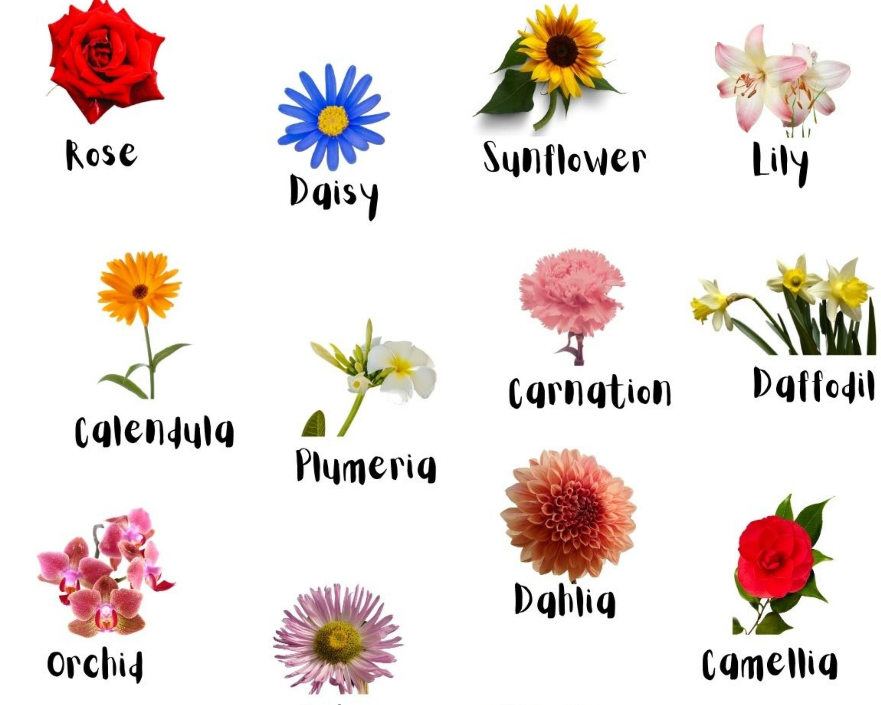 Flowers Poster 9 Different Size Flowers Poster Pdf Printable Poster
