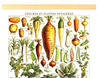 May include: A vintage-style educational wall chart titled LÉGUMES ET PLANTES POTAGÈRES featuring detailed botanical illustrations of various vegetables, including root crops, leafy greens, and gourds, suspended by light wood rails at the top and bottom.
