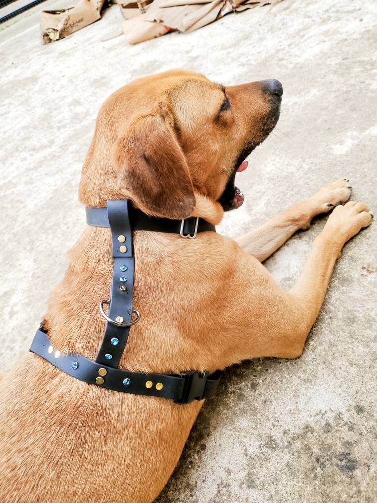 Harnais en Biothane Grand Chien