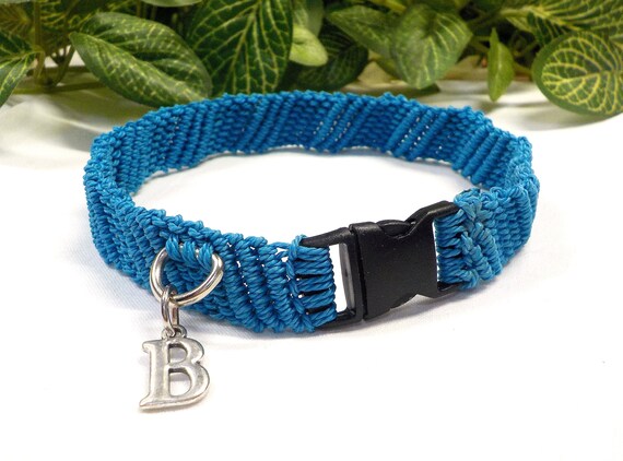 light blue kitten collar