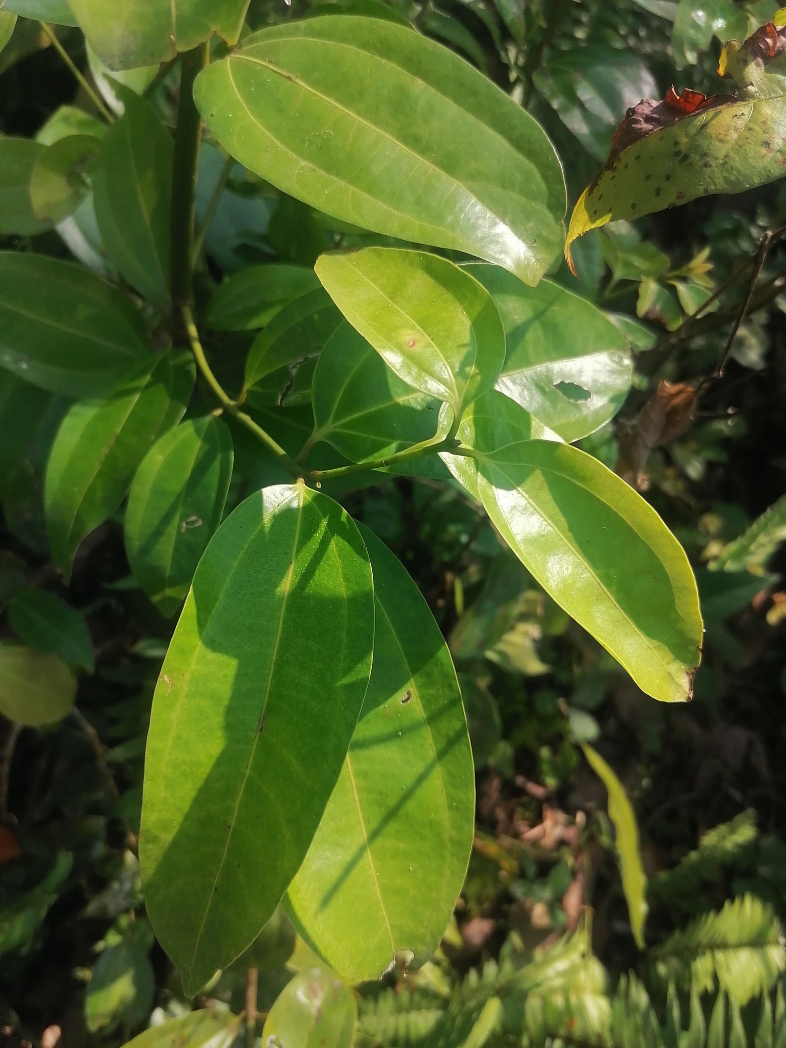 Sri Lankan Natural Dried Cinnamon Leaves Etsy Uk