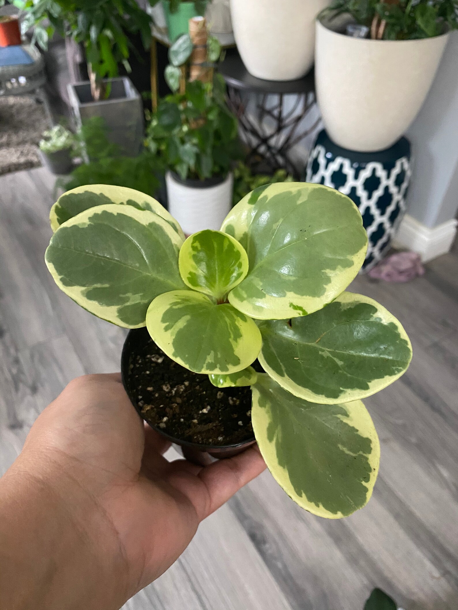 Peperomia Obtusifolia Varigata mini Rubber plant Etsy