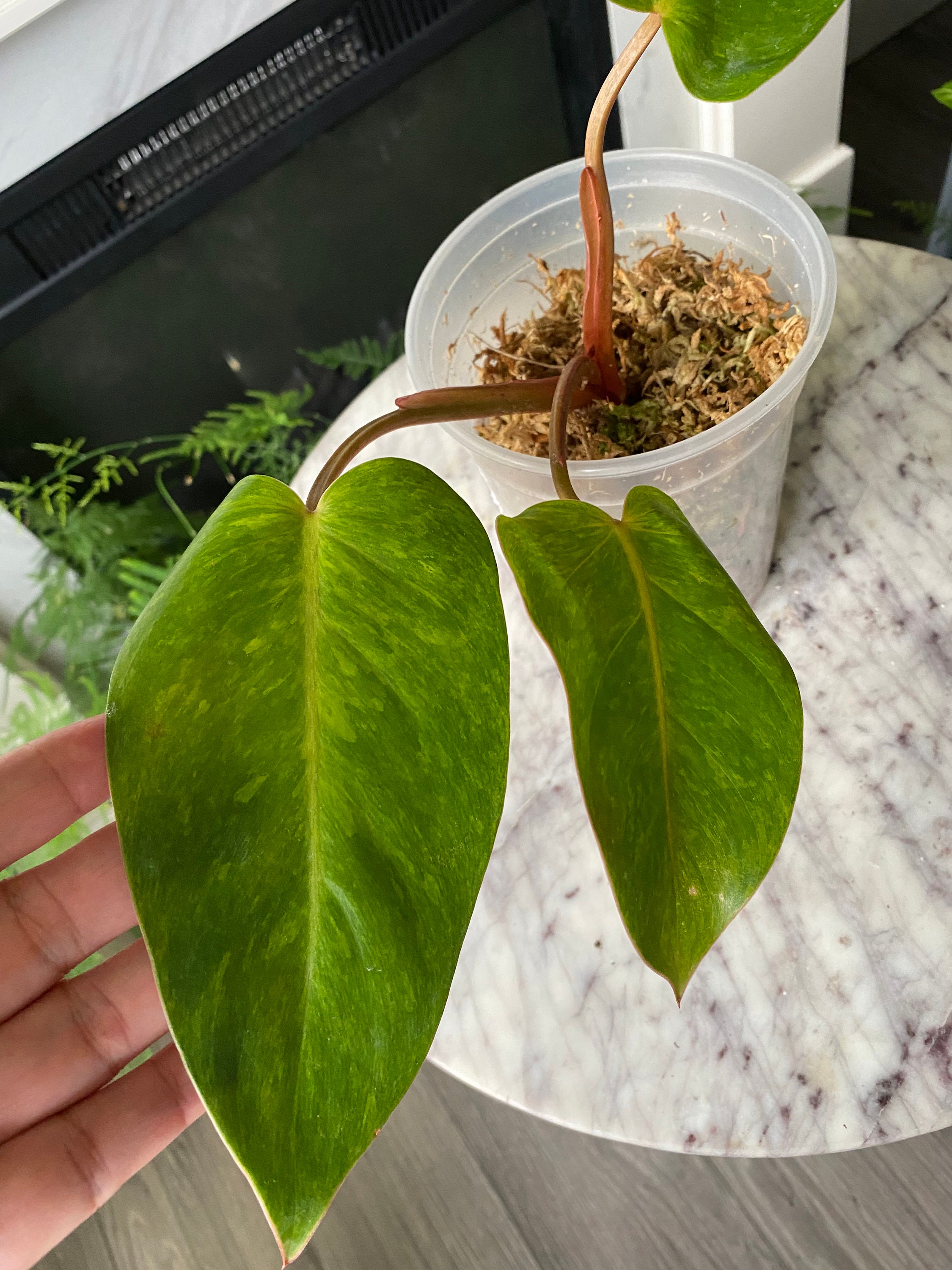 Seltene Philodendron Gemalte Dame Etsy
