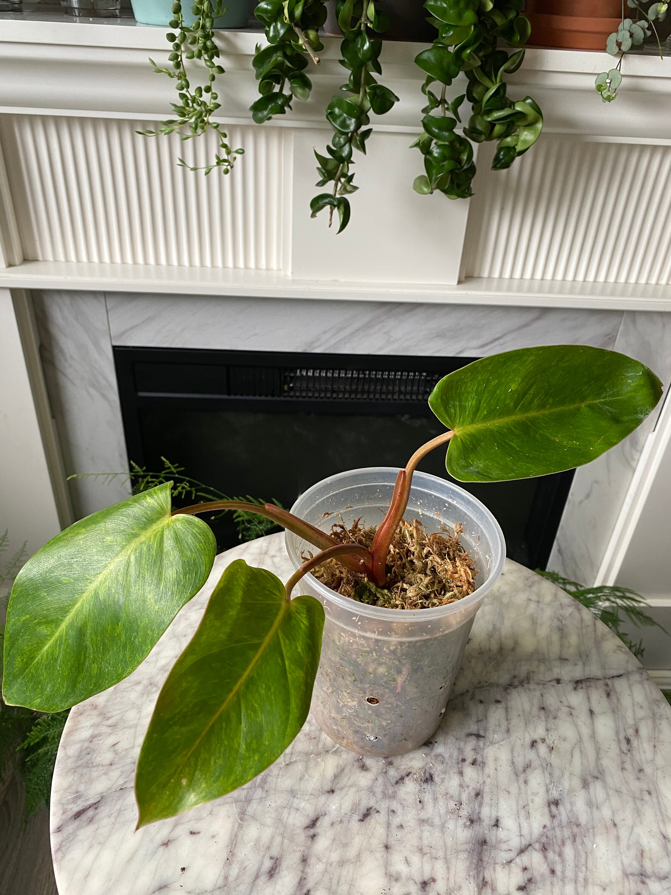 Seltene Philodendron Gemalte Dame | Etsy