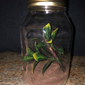 Portable terrarium hot sale