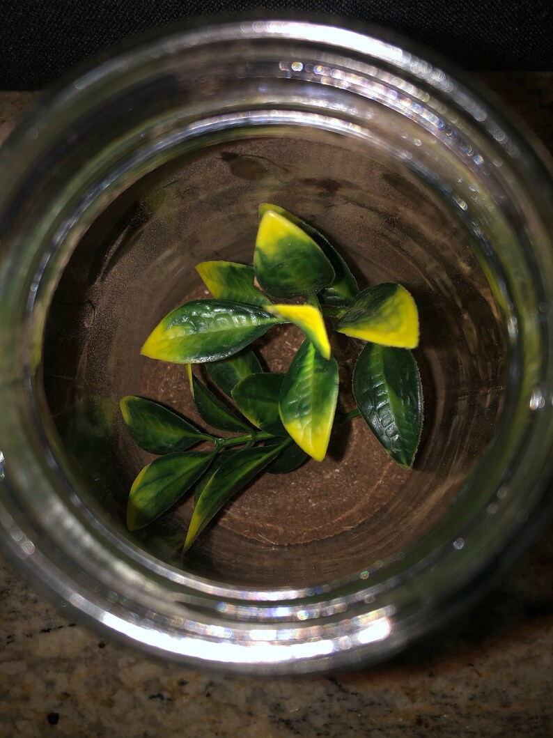 Insect Terrarium and Travel Carrier - Etsy