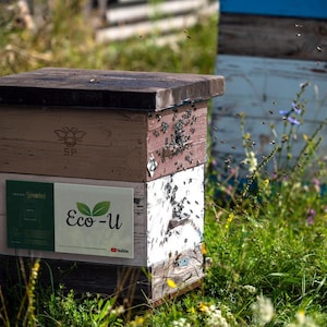 May include: A wooden beehive with a brown lid and a white label that says "Eco-U". The beehive is surrounded by green grass and wildflowers. There are bees flying around the beehive.