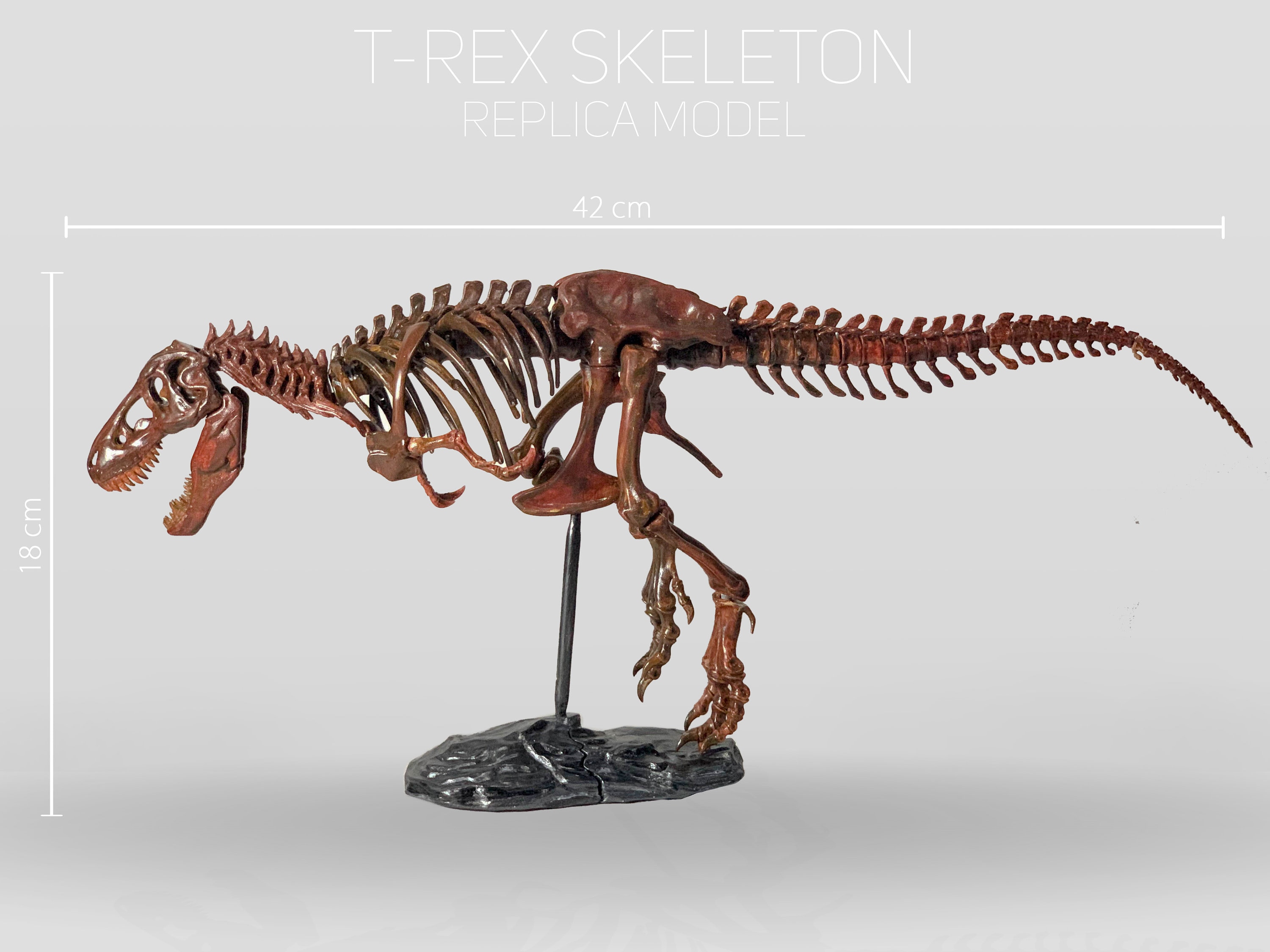 TREX Skeleton Dinosaur Skull Fossil 42cm Long Etsy
