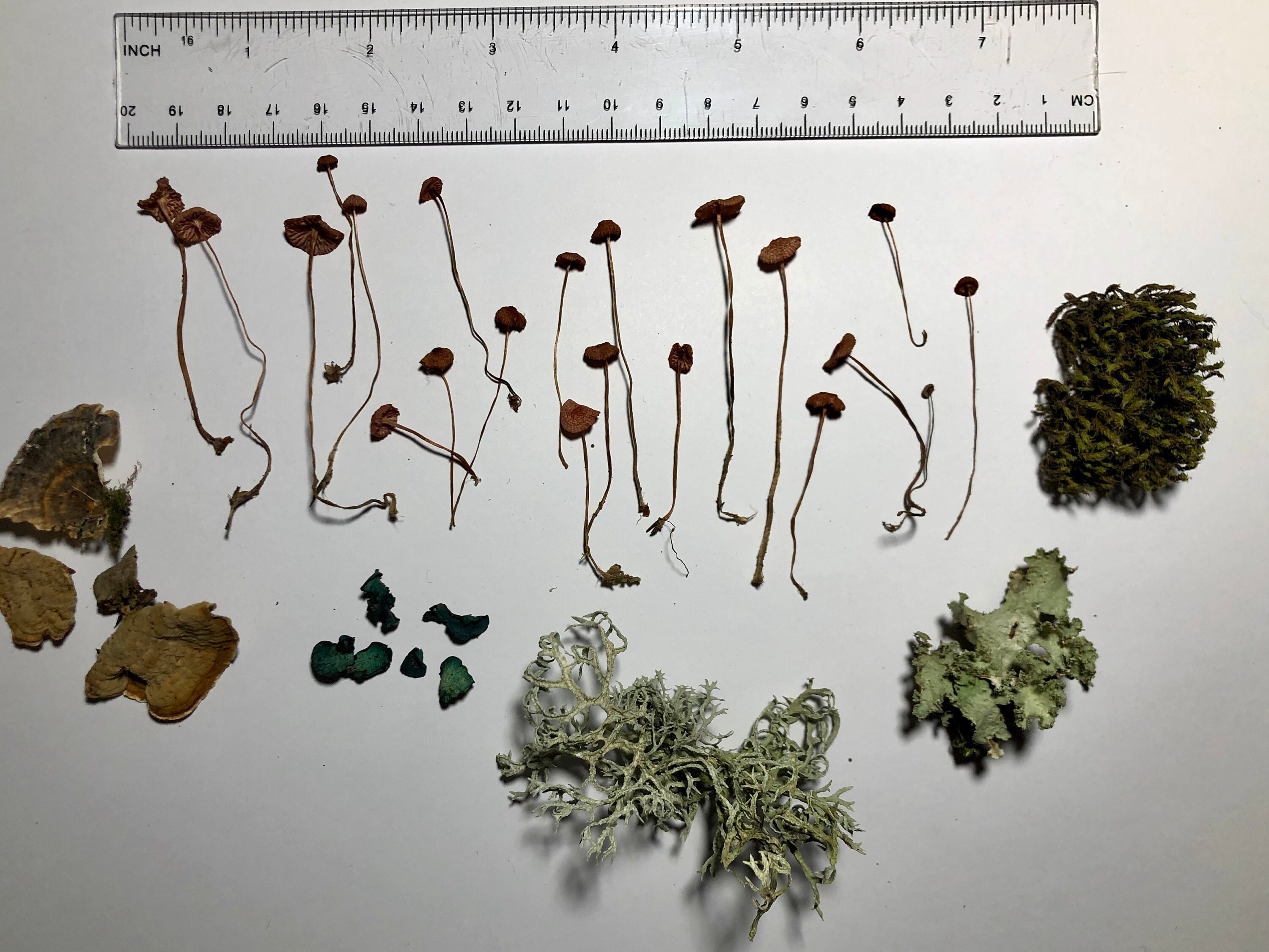 Rosella set 20 pcs small pink dried mushrooms Green elfcup ...