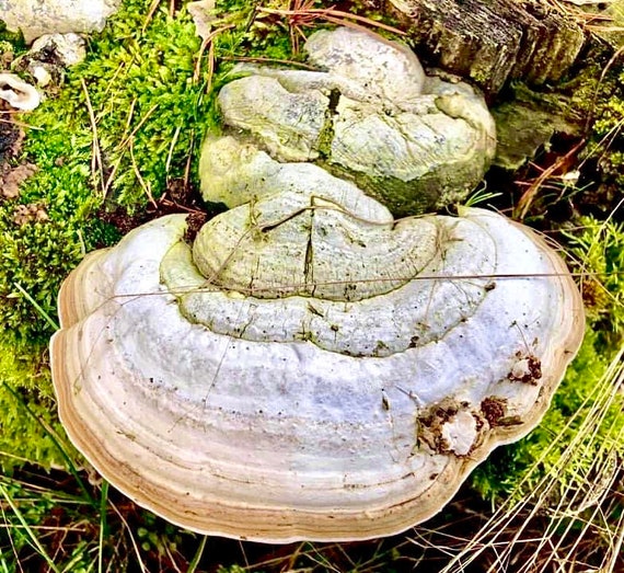 Horse Hoof fungus Polypore Chunks tea Dried fungus Traditional Etsy