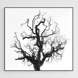 Winter Tree Fine Art Print, Abstract, Black and White, Photography Print, Living Room Wall Art, Print, Home Decor, Texture and Patterns